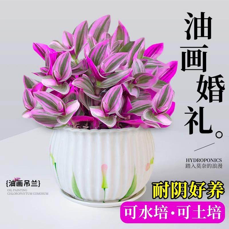 油画婚礼吊兰盆栽垂吊植物大颗多肉锦四季客厅室内阳台好养活绿植,鲜花速递/花卉仿真/绿植园艺,绿植,淘宝优惠券,粉丝福利购,淘宝优惠卷