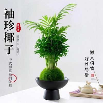 苔藓球袖珍椰子绿植水培植物