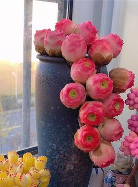 鸡蛋山地玫瑰水蜜桃玫瑰耶罗粉山地翡翠球多肉植物盆栽阳台花卉