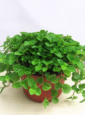 吸毒草花苗吊兰植物皱叶薄荷盆栽柠檬香蜂草新房室内花卉盆栽绿植