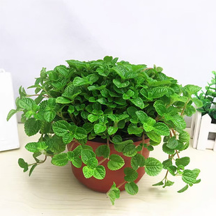 吸毒草花苗吊兰植物皱叶薄荷盆栽柠檬香蜂草新房室内花卉盆栽绿植