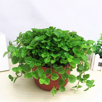 吸毒草花苗吊兰植物皱叶薄荷盆栽柠檬香蜂草新房室内花卉盆栽绿植