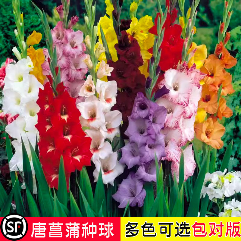 剑兰种球盆栽唐菖蒲种球类花卉进口十三太保球根花卉植物四季种植