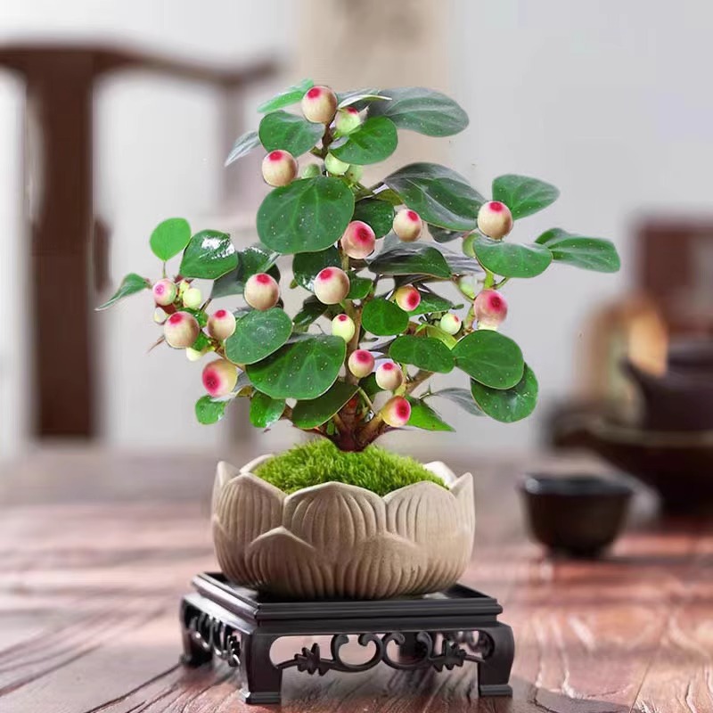 小盼菩提盆栽中式禅意小盆栽室内观果绿植创意微盆景小胖观菩提树