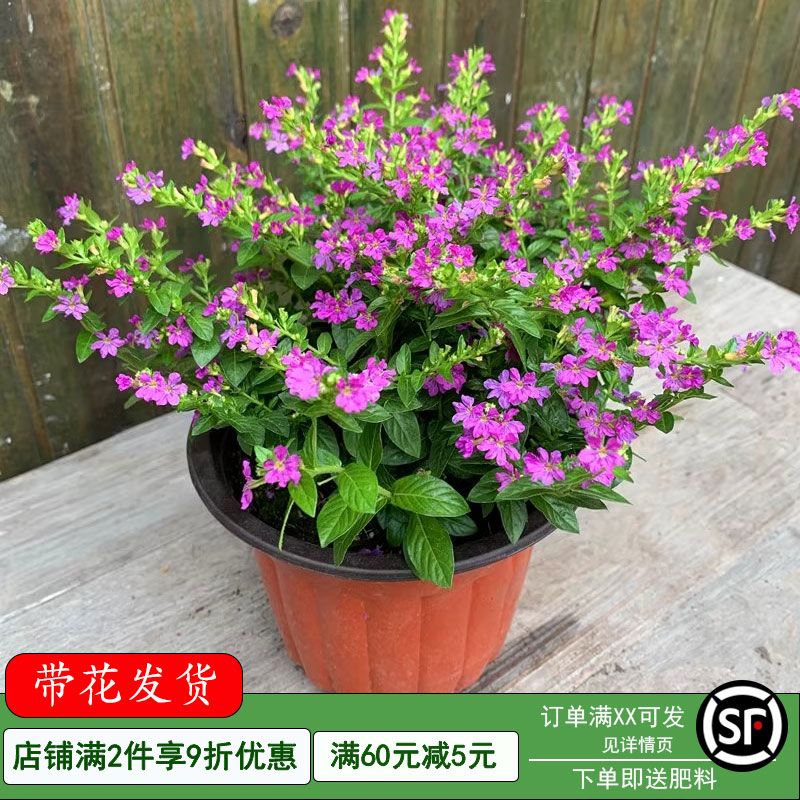 鲜花阳台盆栽绿植四季满天星图片