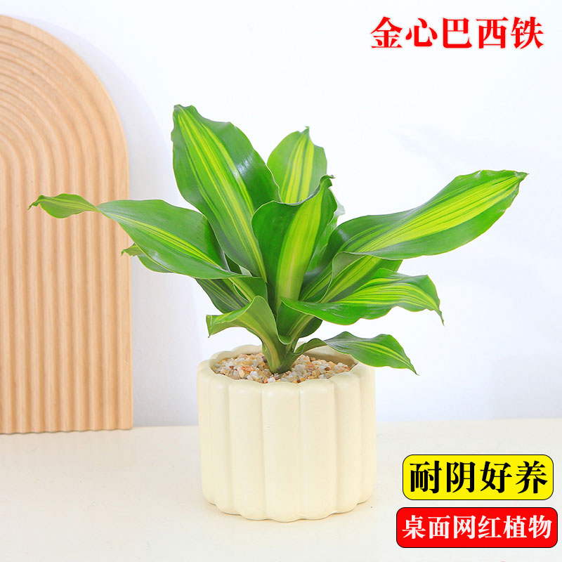 金心巴西铁盆栽绿植办公室桌摆