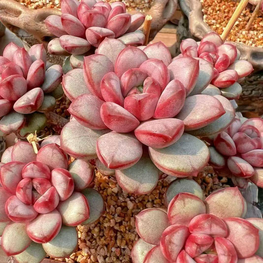 红葡萄精品多肉植物姬葡萄盆栽花卉花卉室内阳台桌面办公室阳台