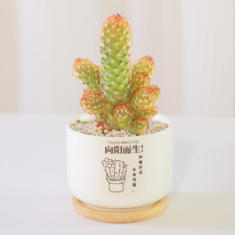 金手指仙人多肉植物办公室