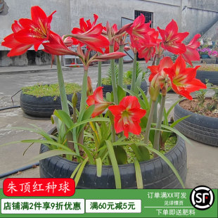 国产朱顶红大种球盆栽对子莲红花土朱顶室内四季易成活种植花卉
