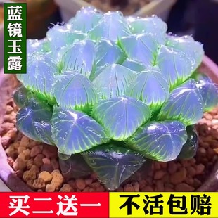 蓝镜玉露多肉植物无暇冰灯玉露办公室桌面美观耐阴盆栽耐阴花卉