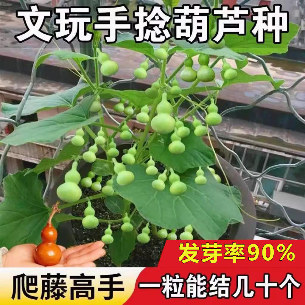 手捻小葫芦籽种四季观赏葫芦花种子阳台庭院爬藤文玩葫芦盆栽植物,鲜花速递/花卉仿真/绿植园艺,家庭园艺种子,淘宝优惠券,粉丝福利购,淘宝优惠卷