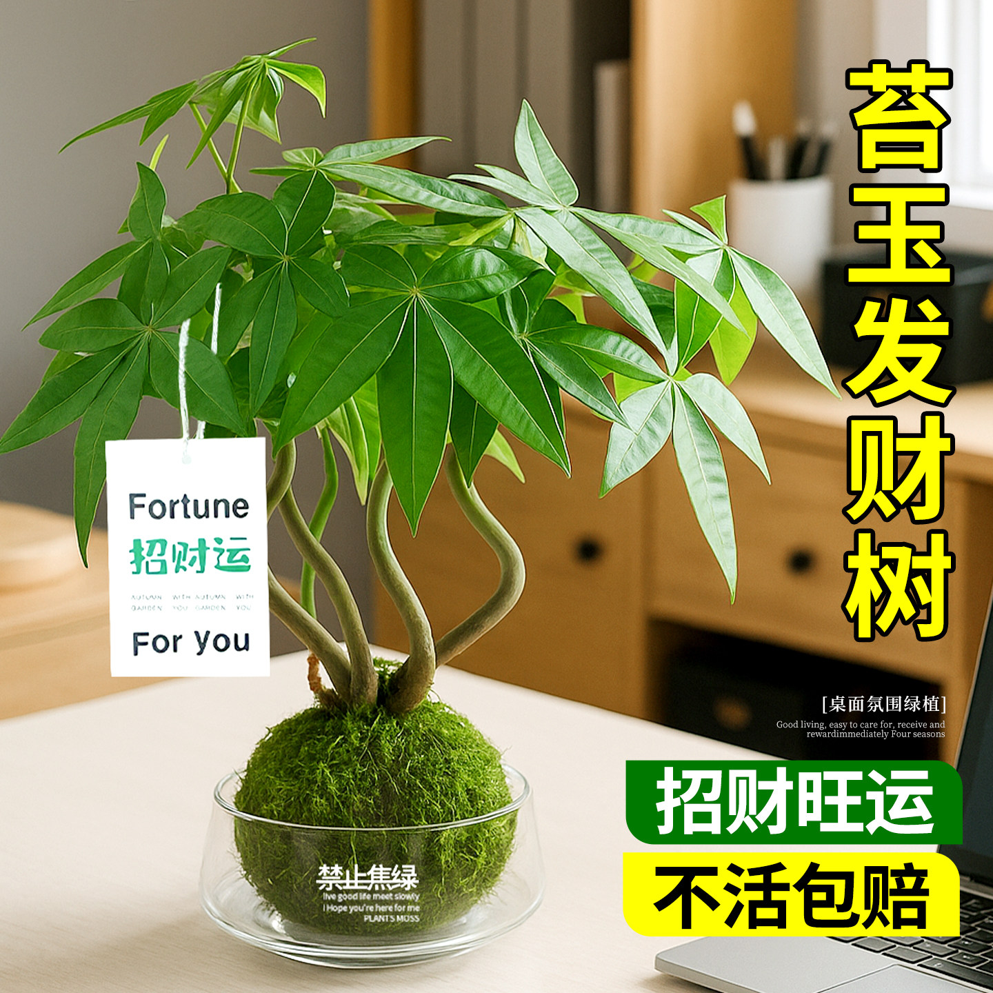 奇趣小盆栽办公室内植物好养水培