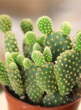 黄毛掌仙人多肉植物红白防