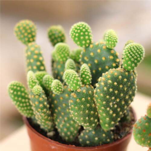 黄毛掌仙人多肉植物红白防