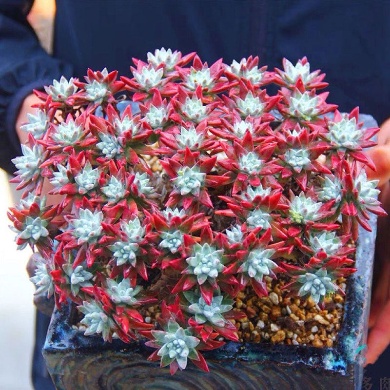 仙女杯系列老桩盆景白菊多头多肉植物好养活木质杆室内办公室盆栽