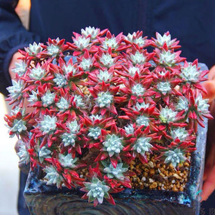 仙女杯系列老桩盆景白菊多头多肉植物好养活木质杆室内办公室盆栽