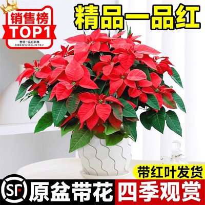 一品红盆栽年宵花室内客厅办公室桌面观赏花卉四季花开好养绿植物