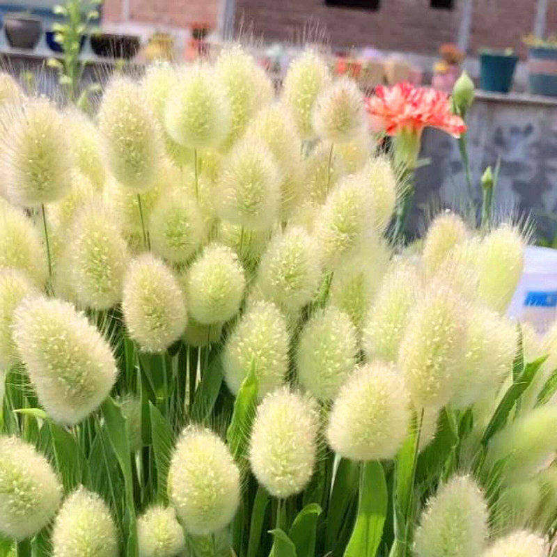 观赏草籽适合庭院花园乡村室外花坛兔尾巴草种子阳台室内盆栽花卉