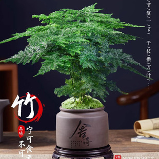 文竹盆栽室内植物办公室好养花卉盆景四季青桌面水培云松小苗绿植