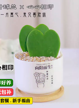 心叶球兰盆栽一片心多肉植物室内办公桌面小绿植仙人掌科两片真心
