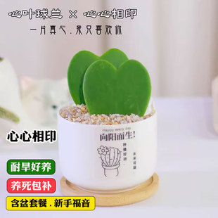 心叶球兰盆栽一片心多肉植物室内办公桌面小绿植仙人掌科两片真心