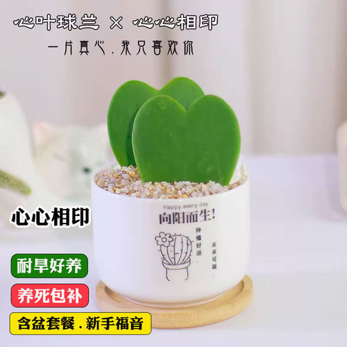 心叶球兰盆栽一片心多肉植物室内办公桌面小绿植仙人掌科两片真心