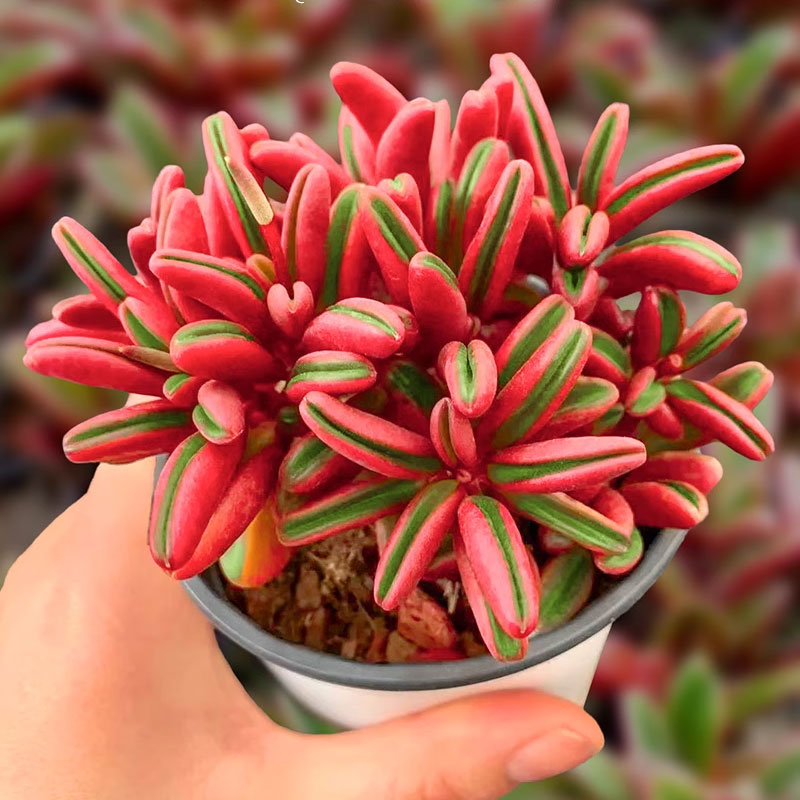 红背椒草多头群生多肉植物办公室阳台绿植盆栽红色系好看耐活