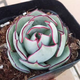 剑司诺娃多肉植物办公室迷你小盆栽阳台花卉黑边高颜值耐旱多肉肉