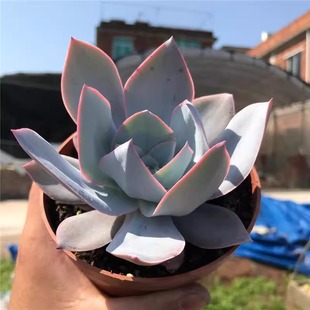 多肉植物广寒宫好养超大老桩蓝色多肉试种新手植物盆栽耐旱好养活