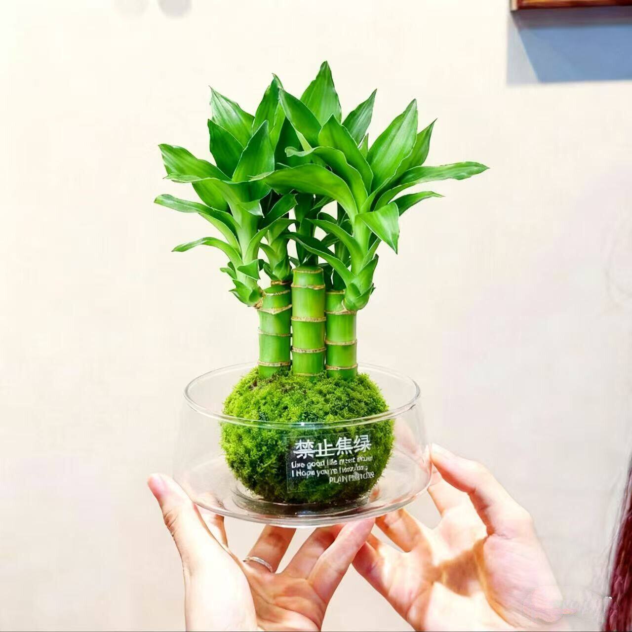 富贵竹苔藓球水培室内绿植易养