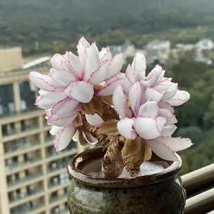 多肉植物伯克利锦稀少高端贵货自然锦颜色独特美观室内阳台桌面花