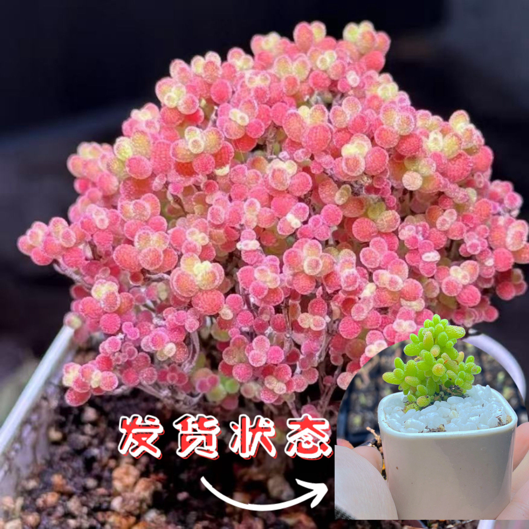 蜜桔糖球枝干番杏多肉植物室内稀有花卉小盆栽群生老桩糖果高档,鲜花速递/花卉仿真/绿植园艺,多肉植物,淘宝优惠券,粉丝福利购,淘宝优惠卷