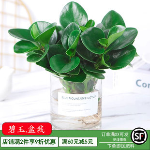 水培植物豆瓣绿盆栽四季常青室内桌面绿植碧玉好养净化空气