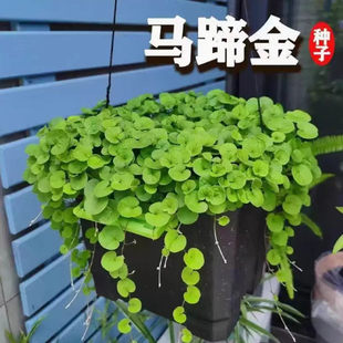 马蹄金种子草籽四季常青小金钱草铜钱草籽水养水培花招财植物盆栽