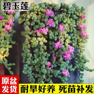 碧玉莲多肉植物盆栽多头群生易爆盆吊兰开花碧鱼莲肉肉室内外花卉