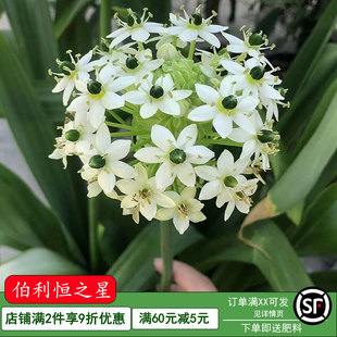 天鹅绒种球伯利恒之星虎眼万年青耐寒多年生阳台庭院浓香型花卉