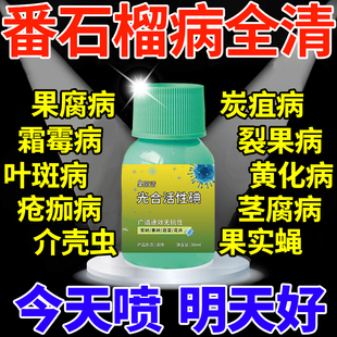 番石榴树专用肥药芭乐果套袋杀菌剂炭疽褐斑病果腐日灼卷叶病水肥
