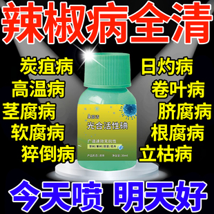 辣椒病毒病专用药辣椒肥料卷叶病缩叶病黄叶烂根病全治辣椒疫病清