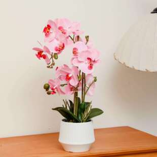 蝴蝶兰盆栽带花剑带花苞仿真花办公桌仿真大号白色带花发货含盆