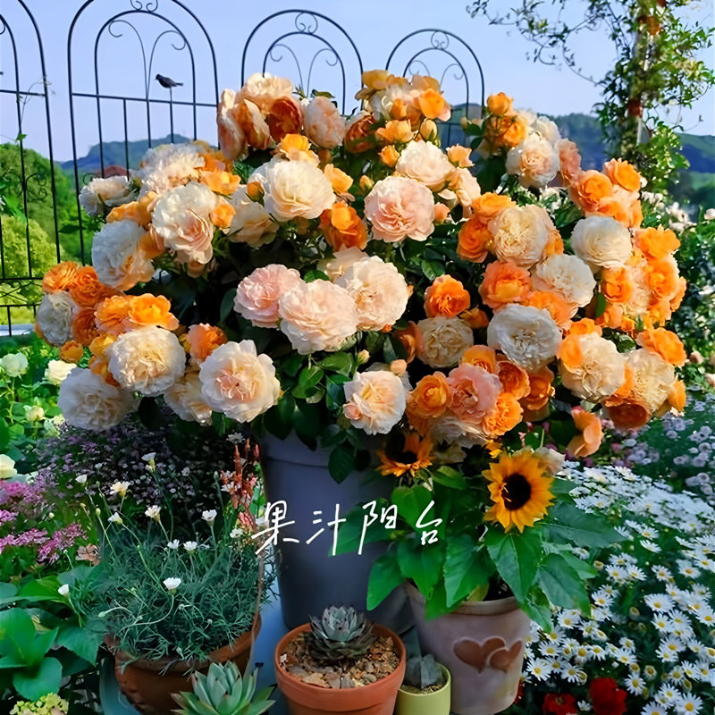 灌木月季果汁阳台玫瑰花盆栽花卉植物室内花庭院露台多季开花浓香