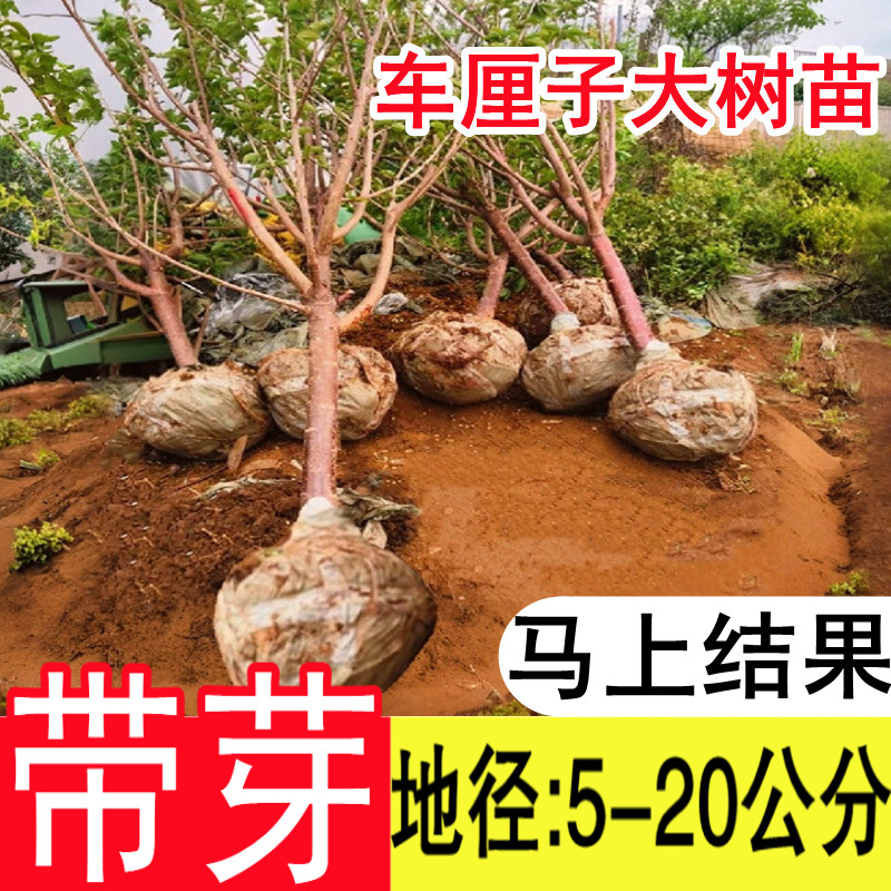 特大车厘子树苗樱桃南北方种植当年结果果树果苗盆栽嫁接四季庭院