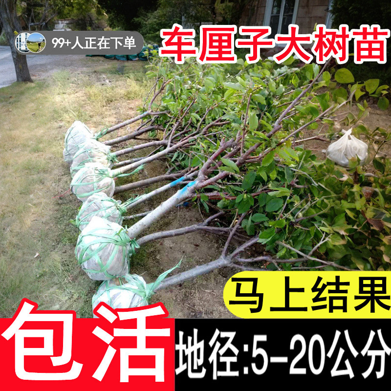 带花苞特大车厘子树苗吉塞拉根系