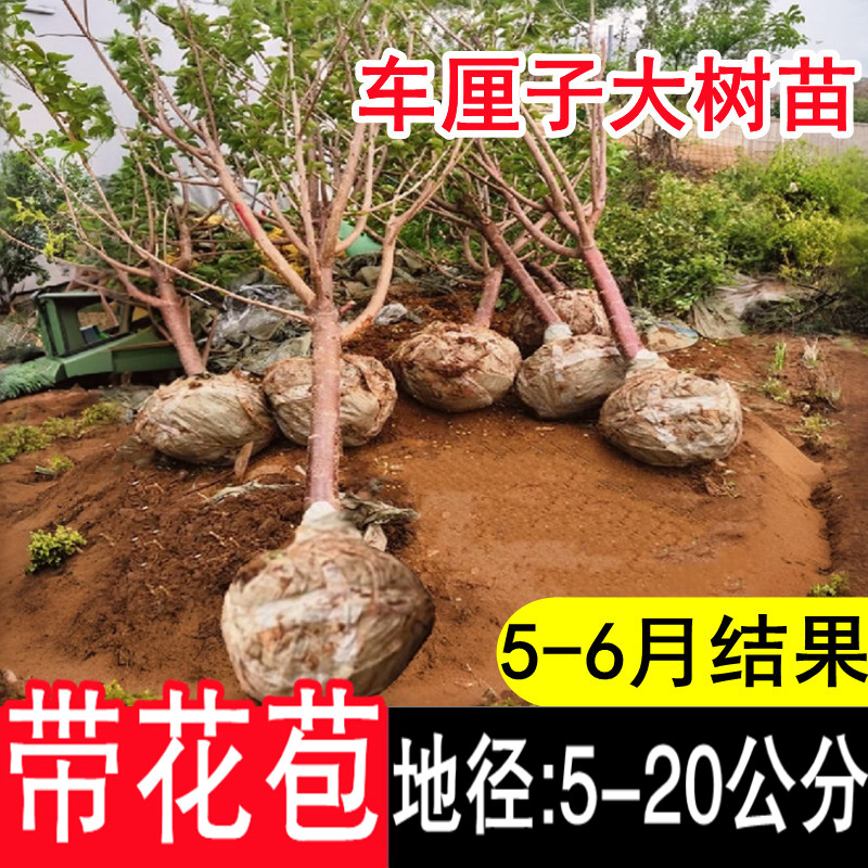 带花芽车厘子树苗吉塞拉根系包活