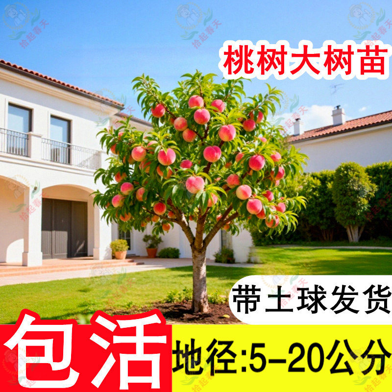 5-20公分粗成品桃树果苗当年结果