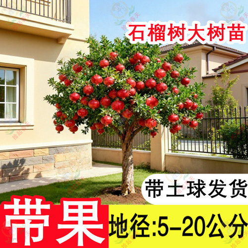 带果带刺突尼斯石榴树苗带土球