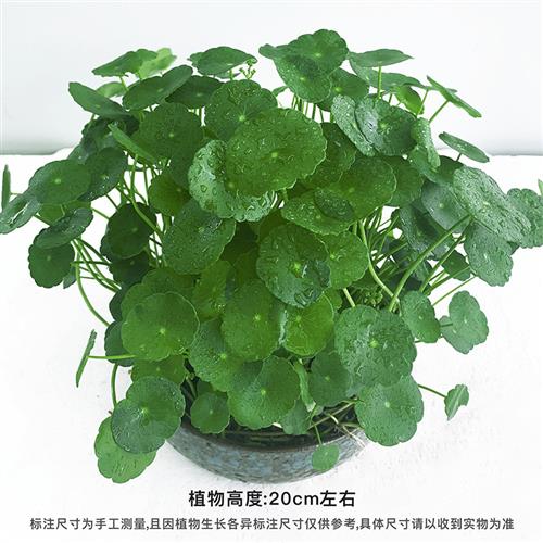 铜钱草水培水培植物金钱草室内盆栽办公室土培绿植吸甲醛净化空气