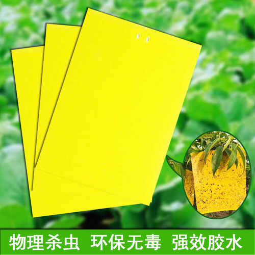 黄板蓝板双面诱虫粘飞虫阳台大棚果园果蝇诱捕器粘虫板诱捕器强力