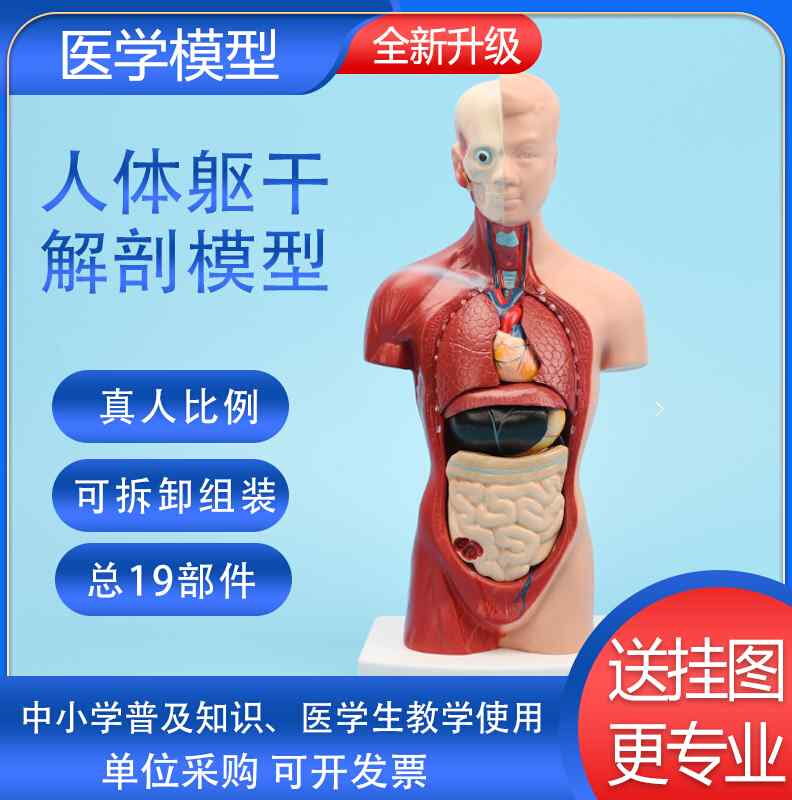 人体解剖模型器官可拆卸内脏医学生用仿真躯干系统结构造图教具