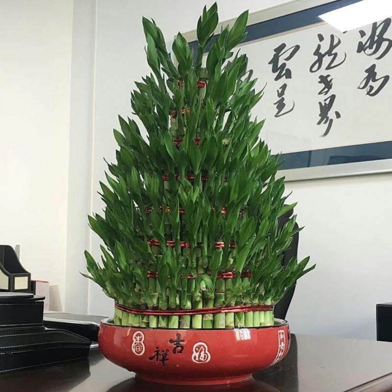 富贵竹竹塔新婚开业送礼水培绿植客厅办公卧室盆栽室内独立站