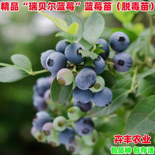 瑞内尔蓝莓树苗早熟丰产脆甜